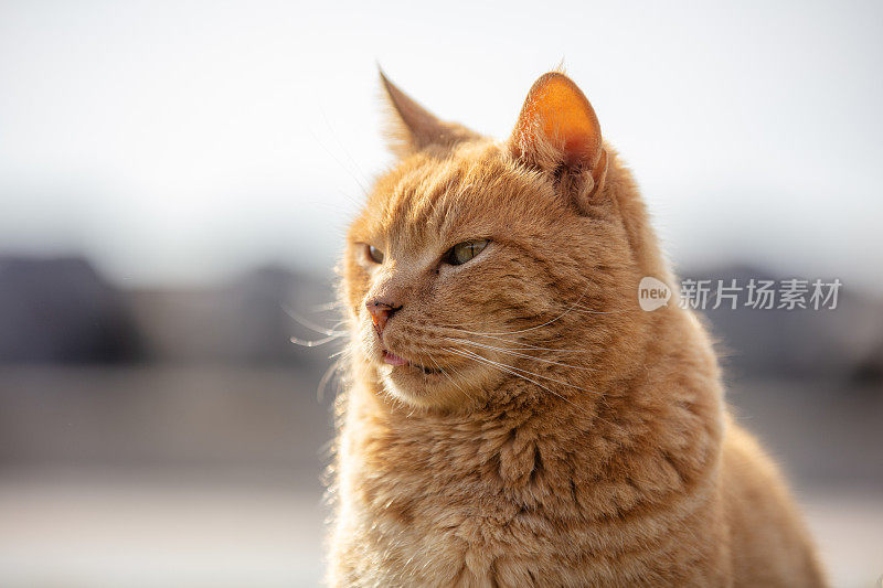 黄色流浪猫的肖像。