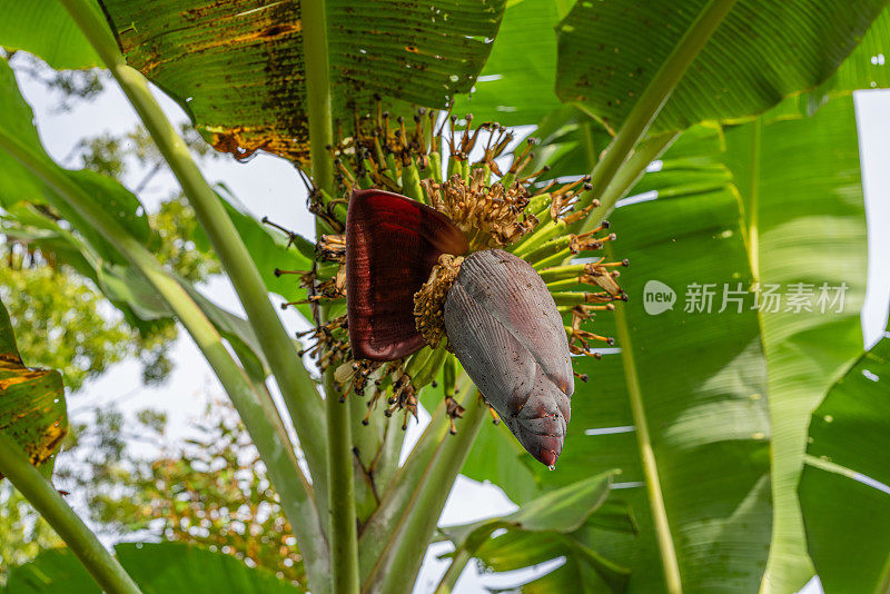 一株新鲜的有机亚洲香蕉果实开始开花并挂在树上的照片