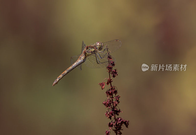 飞镖蜻蜓(黄纹蜻蜓)