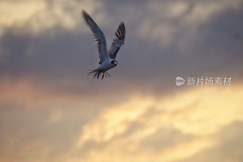 一群鸟排成队形飞过黄色的天空