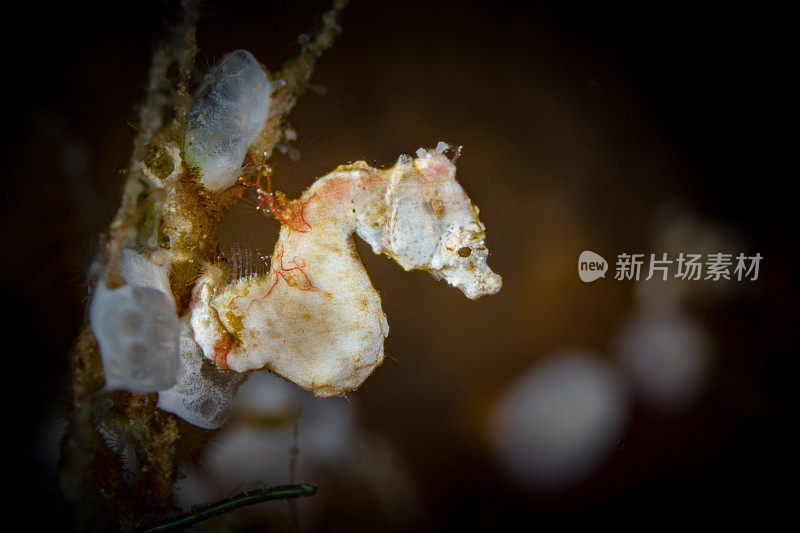 珊瑚礁上的侏儒海马-海马蓬托希