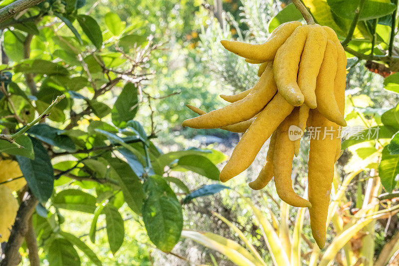 佛手柠檬，特写