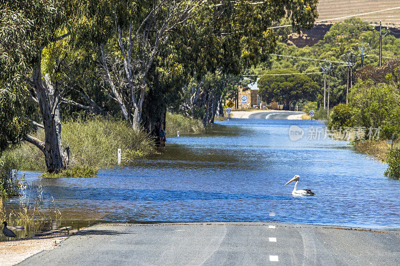 在澳大利亚南部默里河的沃克平原，一只鹈鹕划桨穿过被洪水淹没的乡村道路