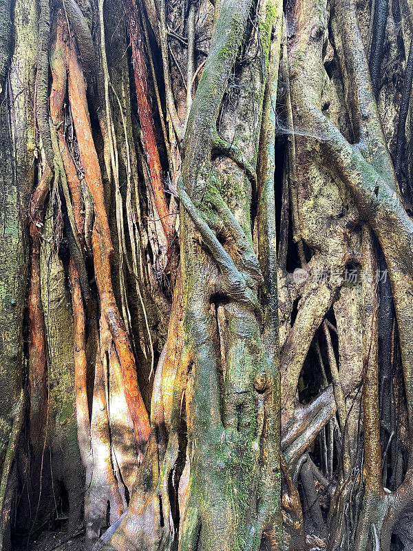 藤蔓缠绕的榕，哥斯达黎加