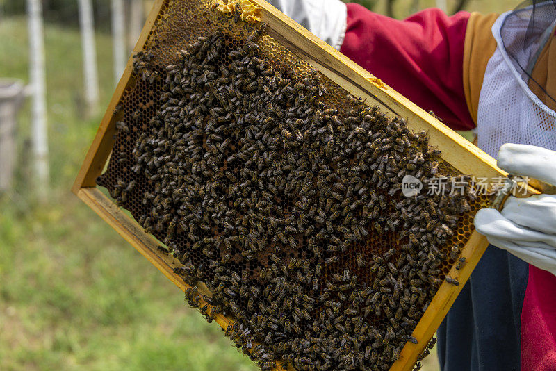 养蜂人在他的农场里照料他的蜜蜂。