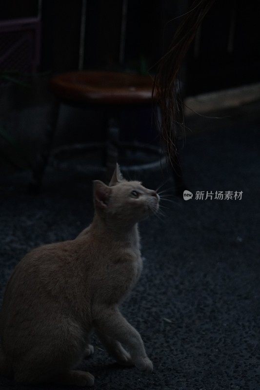 我的橙色宠物猫