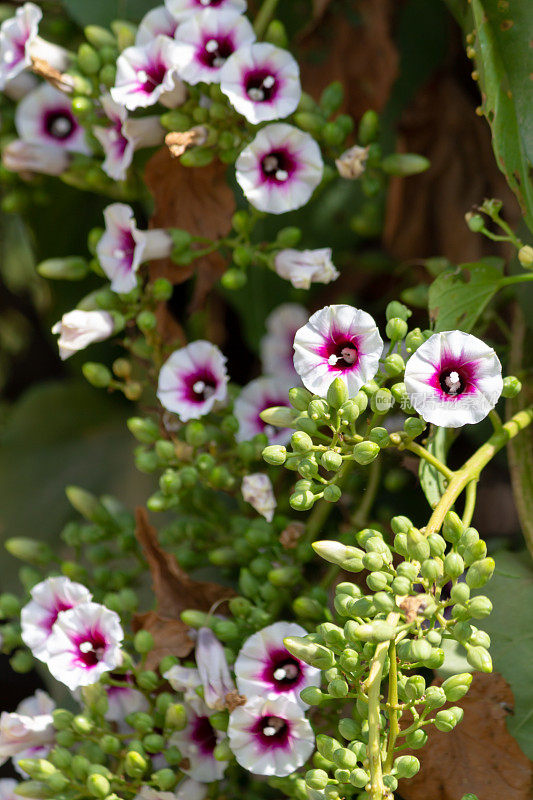 垂直拍摄的白色和紫色矮牵牛花和芽生长在阳光下的花园