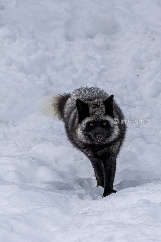 在一个寒冷的冬天，一只银狐走过加拿大安大略省荒野的雪地。