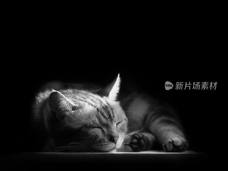 虎斑猫趴在地上睡觉，黑白相间。