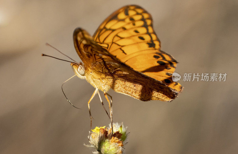 哥斯达黎加的海湾贝母