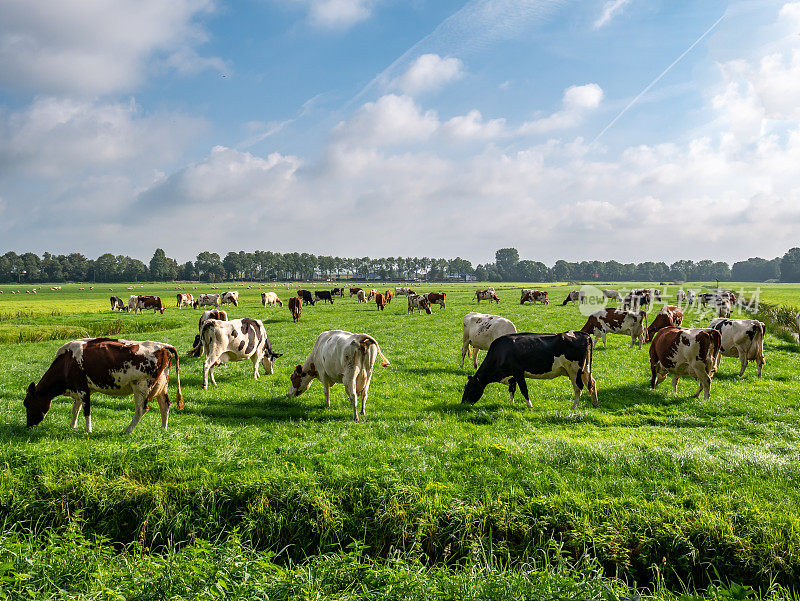 奶牛在荷兰弗里斯兰兰韦尔附近的圩田的绿色牧场上吃草