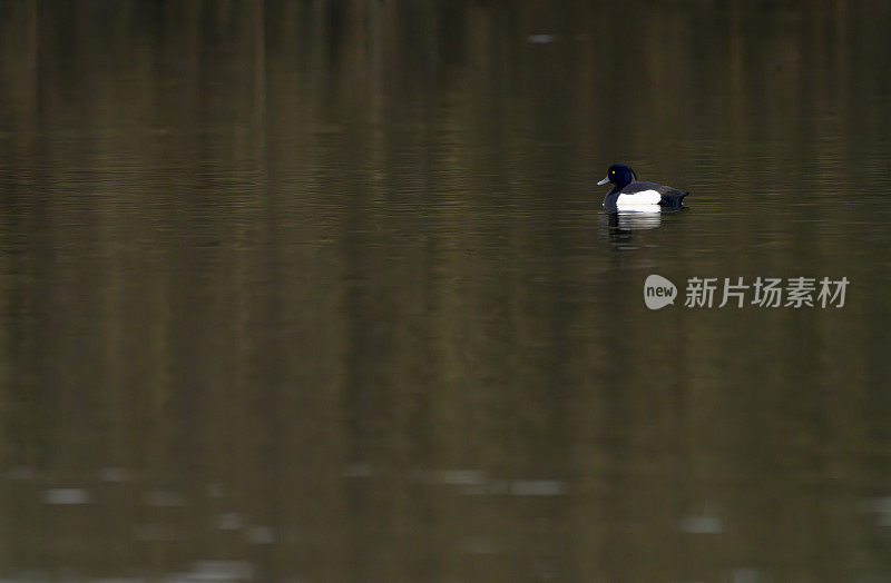 从雷德利掩体看戈斯福斯公园自然公园湖上的毛绒绒的鸭子