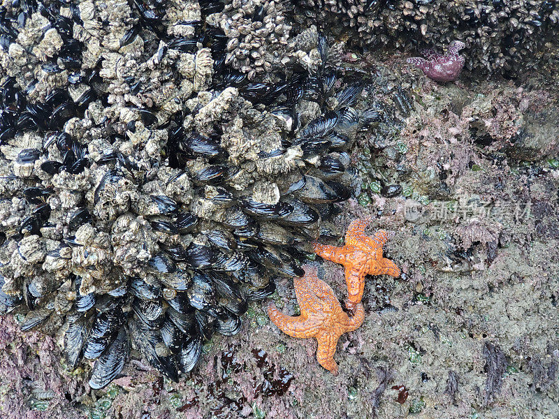 退潮时俄勒冈海岸的海星和藤壶