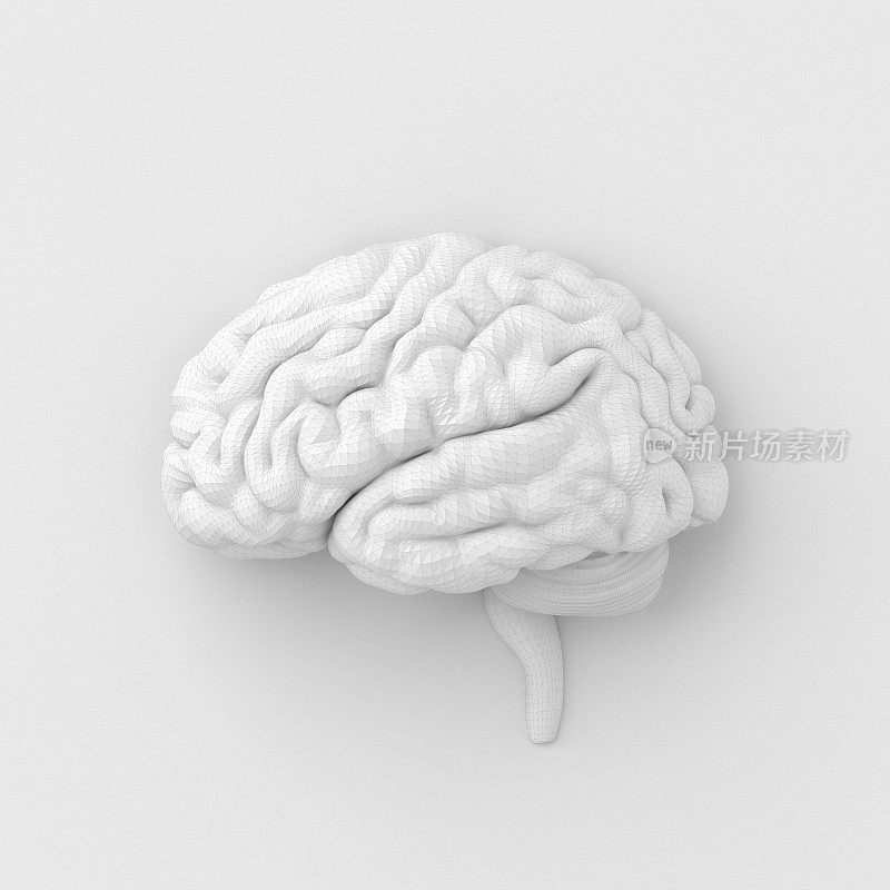 大脑-概念-白色