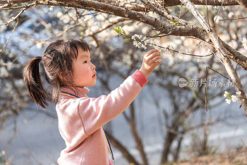 一个小女孩正在盛开的梅林里观察梅花