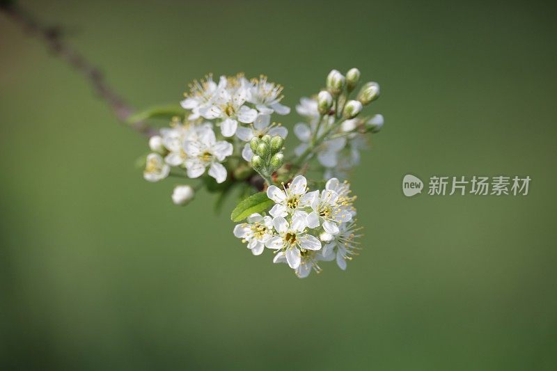 加拿大大温哥华的白色花朵