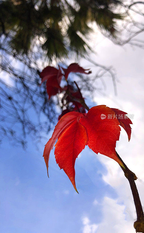 秋天，常青藤叶子变红，特写在天空的映衬下