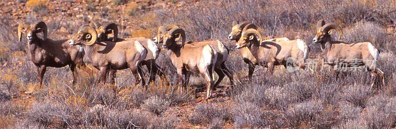 沙漠大角羊-红岩野生动物区-新墨西哥州