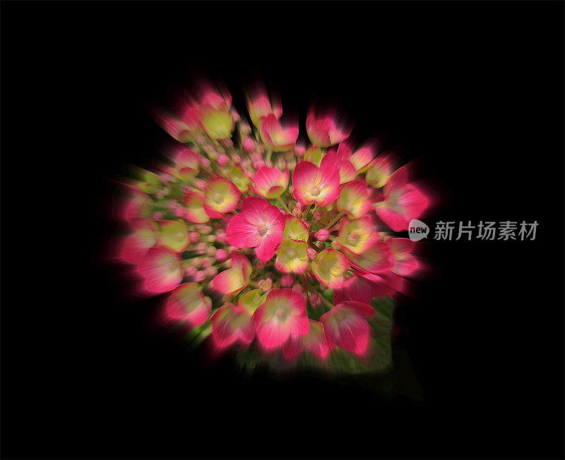 绣球花