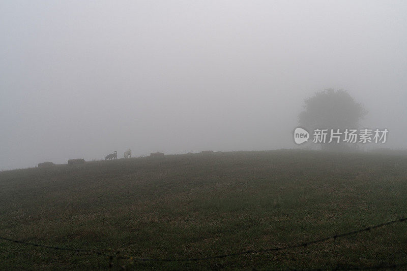 在雾天，田野里唯一看得见的树