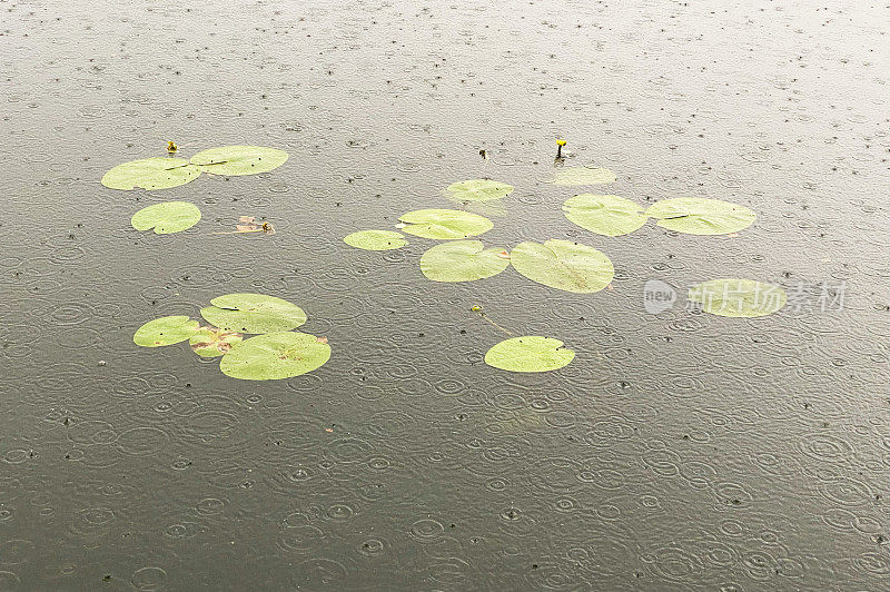 雨水落在斯堪的纳维亚湖中的睡莲上