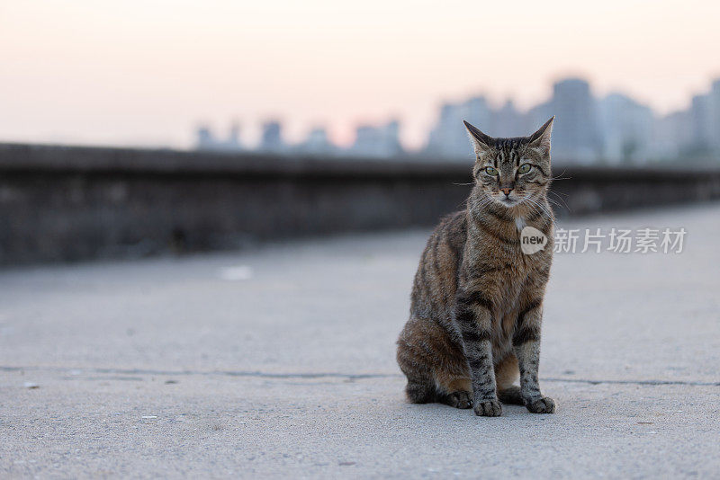 一只虎斑流浪猫坐在地上。