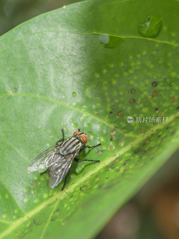 苍蝇苍蝇微小的昆虫细节在叶子上黑色深灰色绿色特写细节纹理红棕色的眼睛