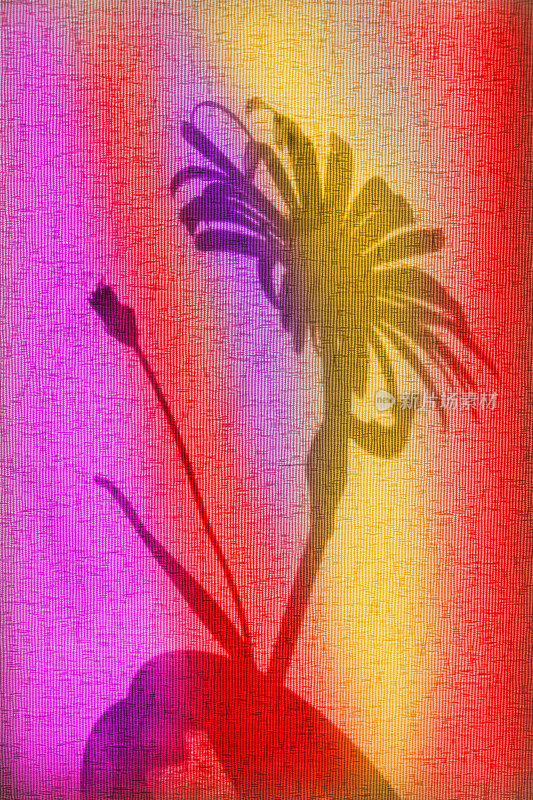 玻璃花瓶与彩色花的背景与投射阴影。简约现代的室内装饰理念。侘寂式美学