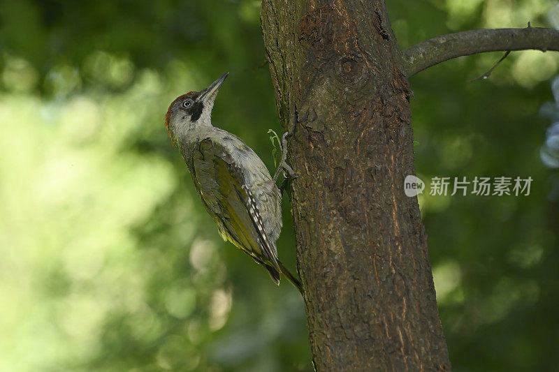 欧洲绿啄木鸟