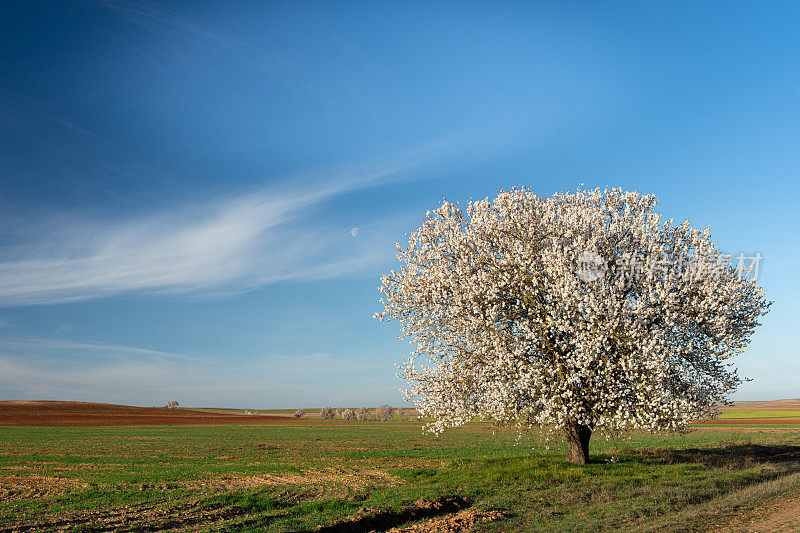 孤独的杏树在春天开花，在蓝天碧绿的田野里。