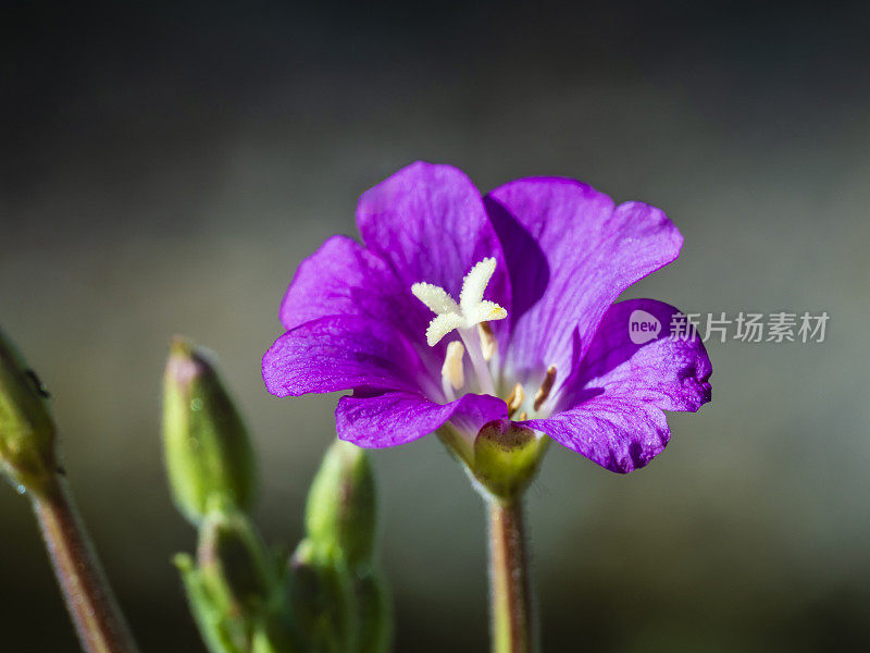 小野花的细节