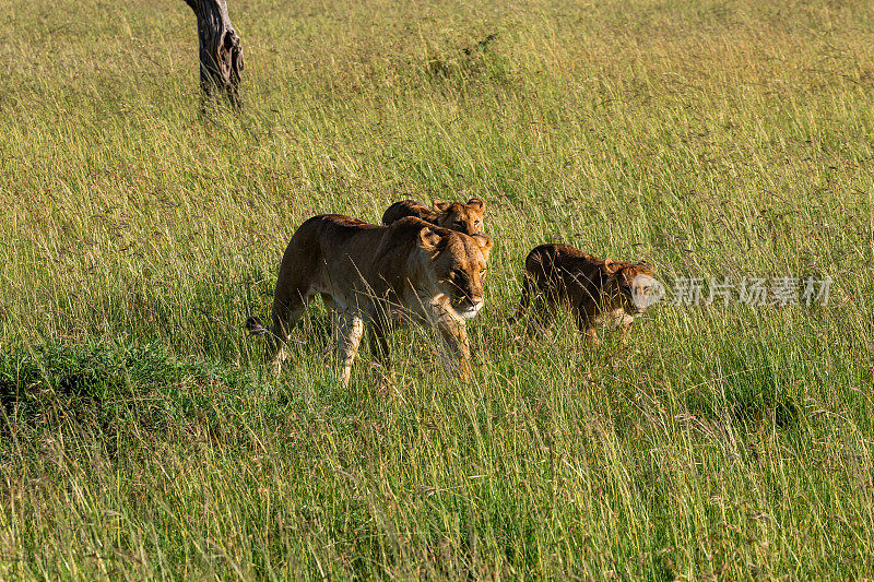 在野生动物的灌木丛中散步的雌狮和幼狮