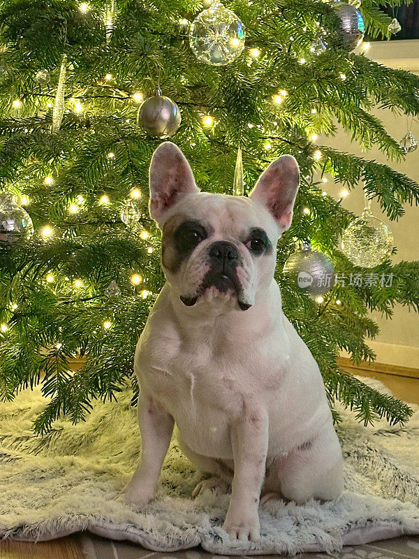 法国斗牛犬狗坐在圣诞树前