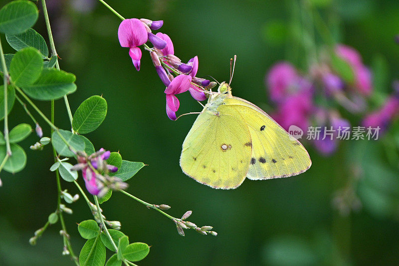 一种东方的淡云状黄色(桔黄色)。鳞翅目粉蝶科。