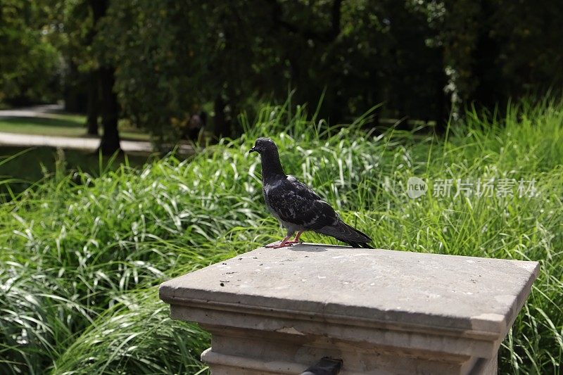 城市公园里一只孤独的鸽子