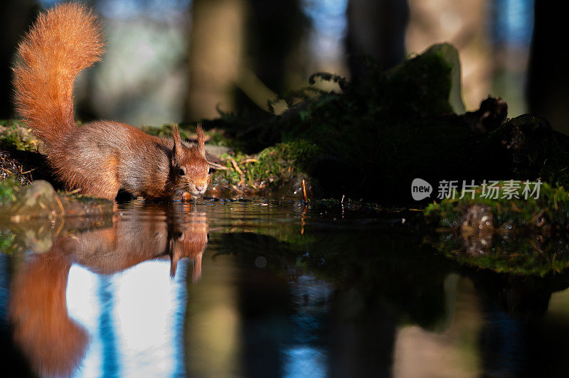 红松鼠饮水