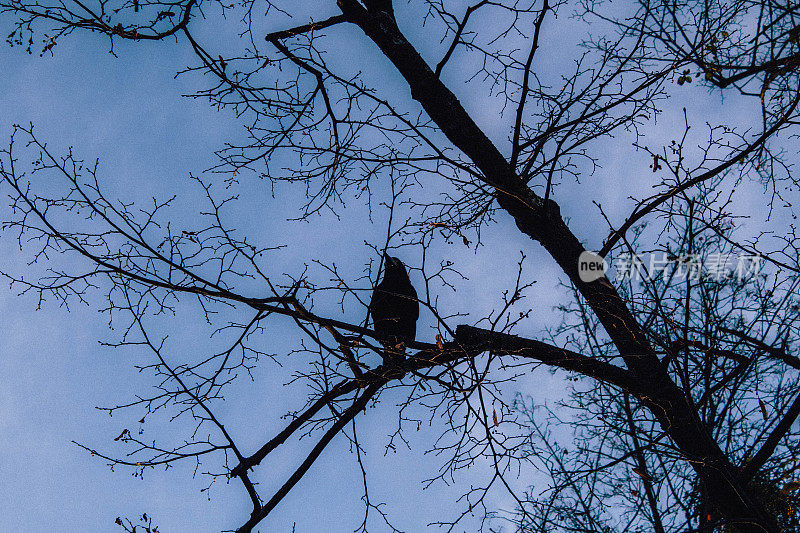 一只乌鸦在秋天的公园里的树上