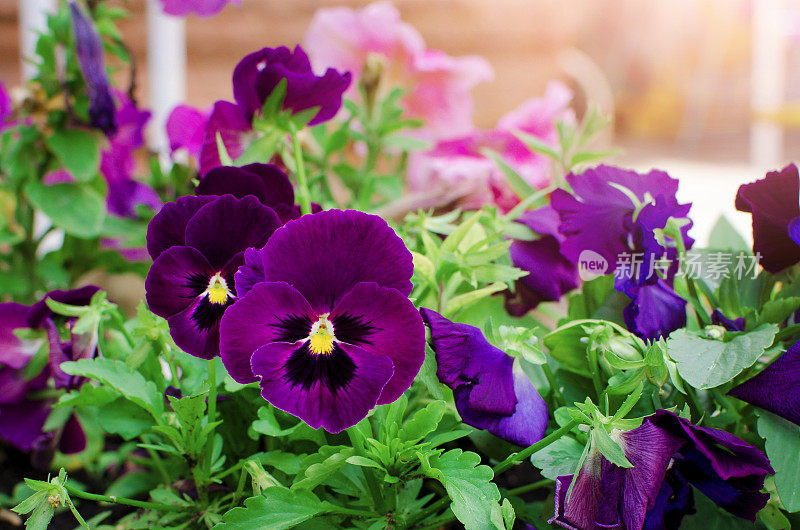 矮牵牛花。鲜艳的紫色白色花或矮牵牛花。