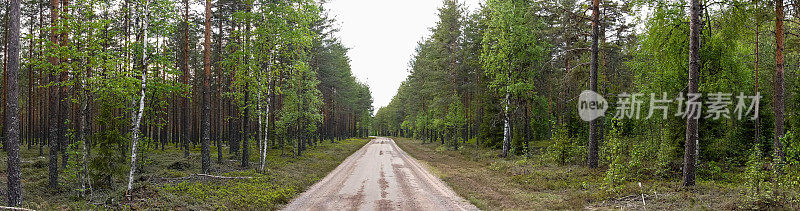 瑞典Varmland松林的全景照片，一条质朴的道路蜿蜒在树木之间