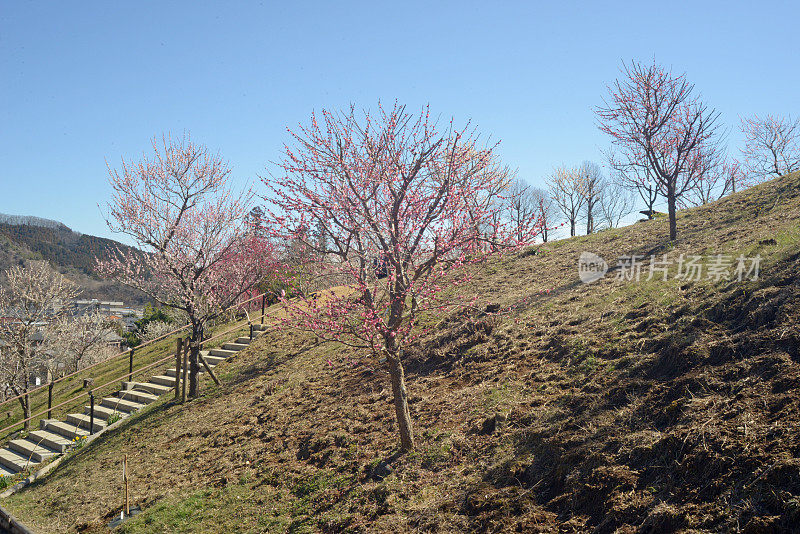 吉野巴林公园