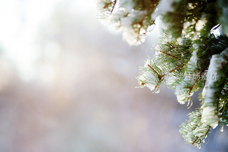 冷杉树枝上有雪和针叶上的水珠。