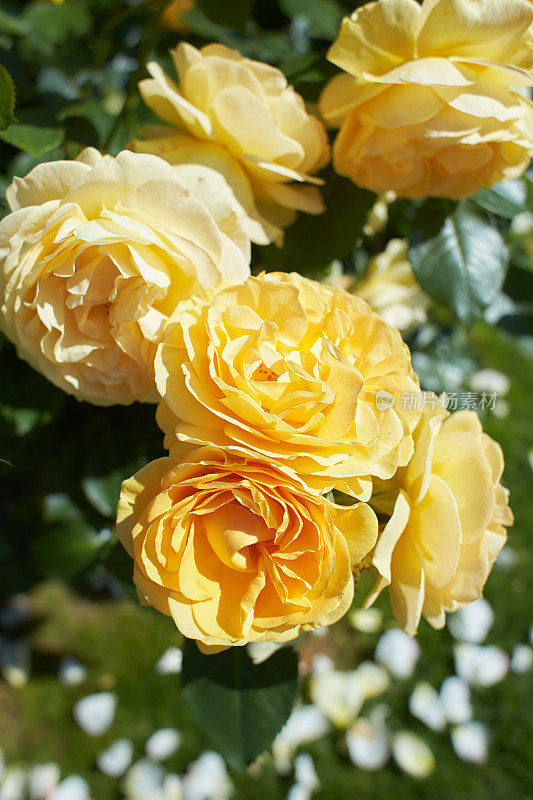 罗莎·莱恩·雷诺的黄色，玛丽·罗斯，查尔斯·雷尼·麦金托什在花园里。夏天和春天。