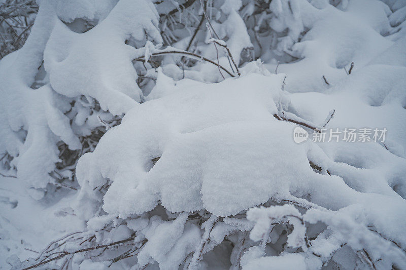 下雪的树枝