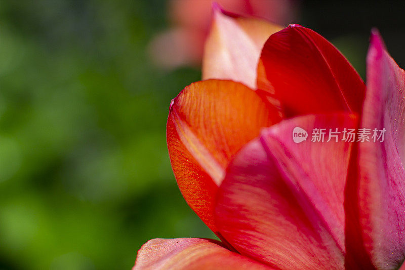 大粉红色的红色郁金香花特写与文字的空间。花卉背景与郁金香花宏选择聚焦明信片海报背景