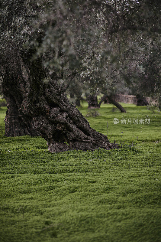橄榄树树干特写。库存图片