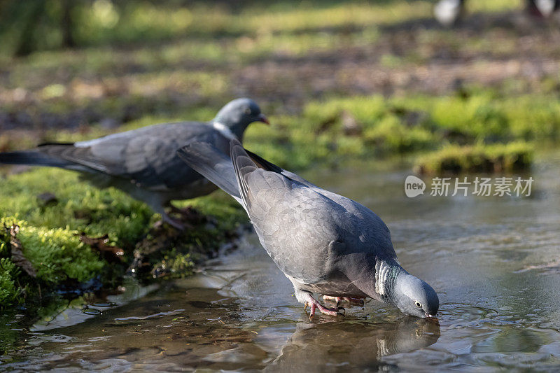 木鸽喝冰水