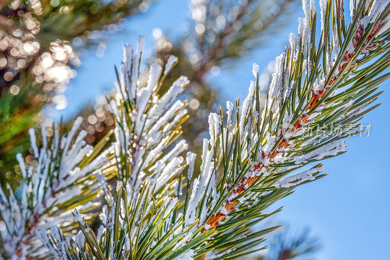 霜冻和阳光在针叶林里，松枝上的霜冻带着阳光的刺眼和光芒