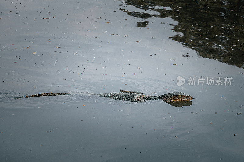 湖中漂浮的科莫多巨蜥