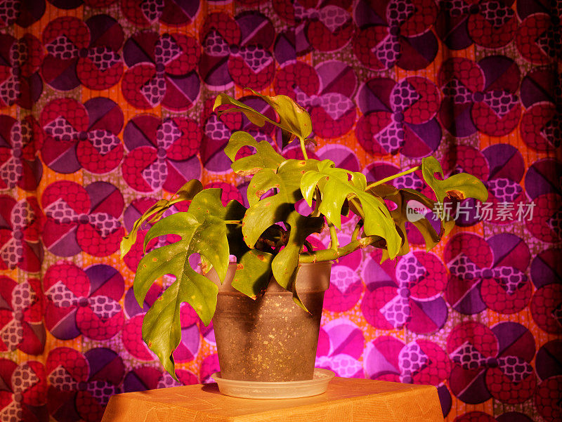 蓬莱蕉植物
