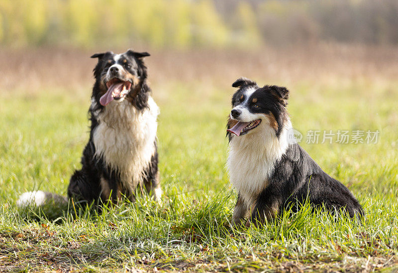 阳光明媚的日子里，两只澳大利亚牧羊犬坐在草地上